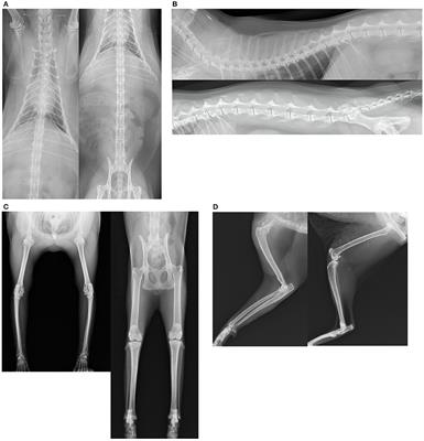 Retrospective Radiographic Study of Degenerative Joint Disease in Cats: Prevalence Based on Orthogonal Radiographs